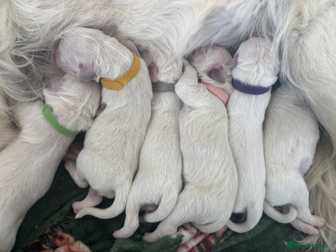 Golden Retriever dogs for sale: Golden Retriever Puppies - Image 2