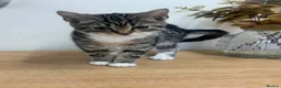 British Shorthair cats for sale: Kitten BHS beautiful grey and white  - Advert 16