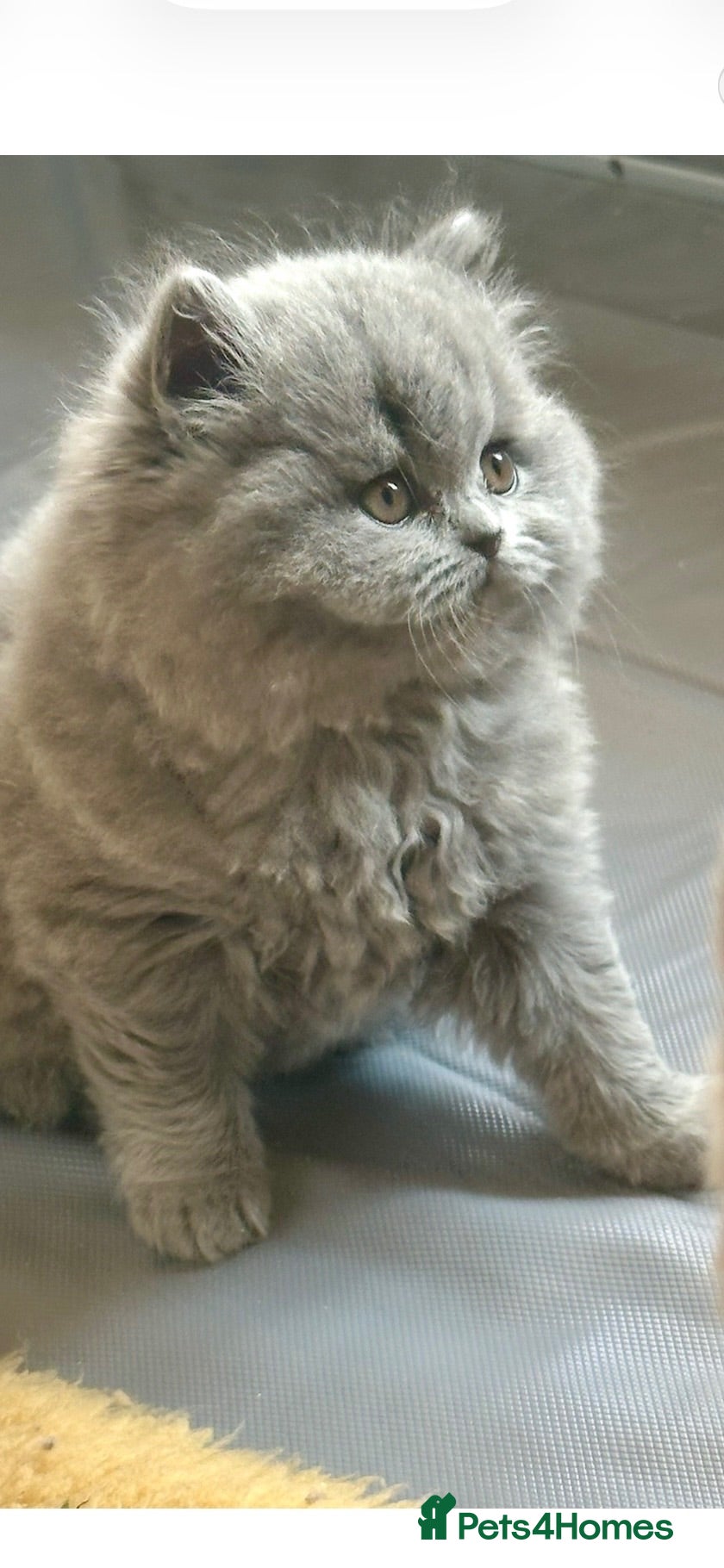 British Shorthair cats 5 Stunning BSH Blue and Lilac Kittens - Advert 2
