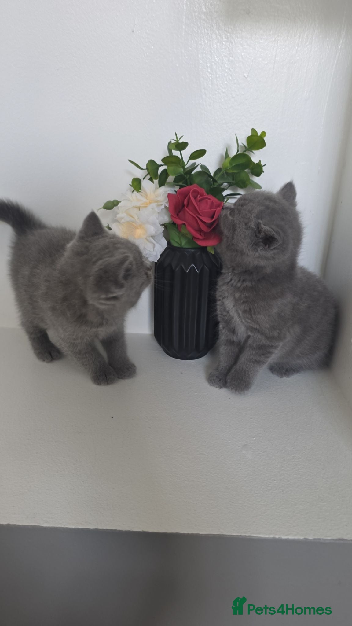 British Shorthair cats British shorthair  - Advert 1