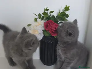British Shorthair cats British shorthair - Advert 6