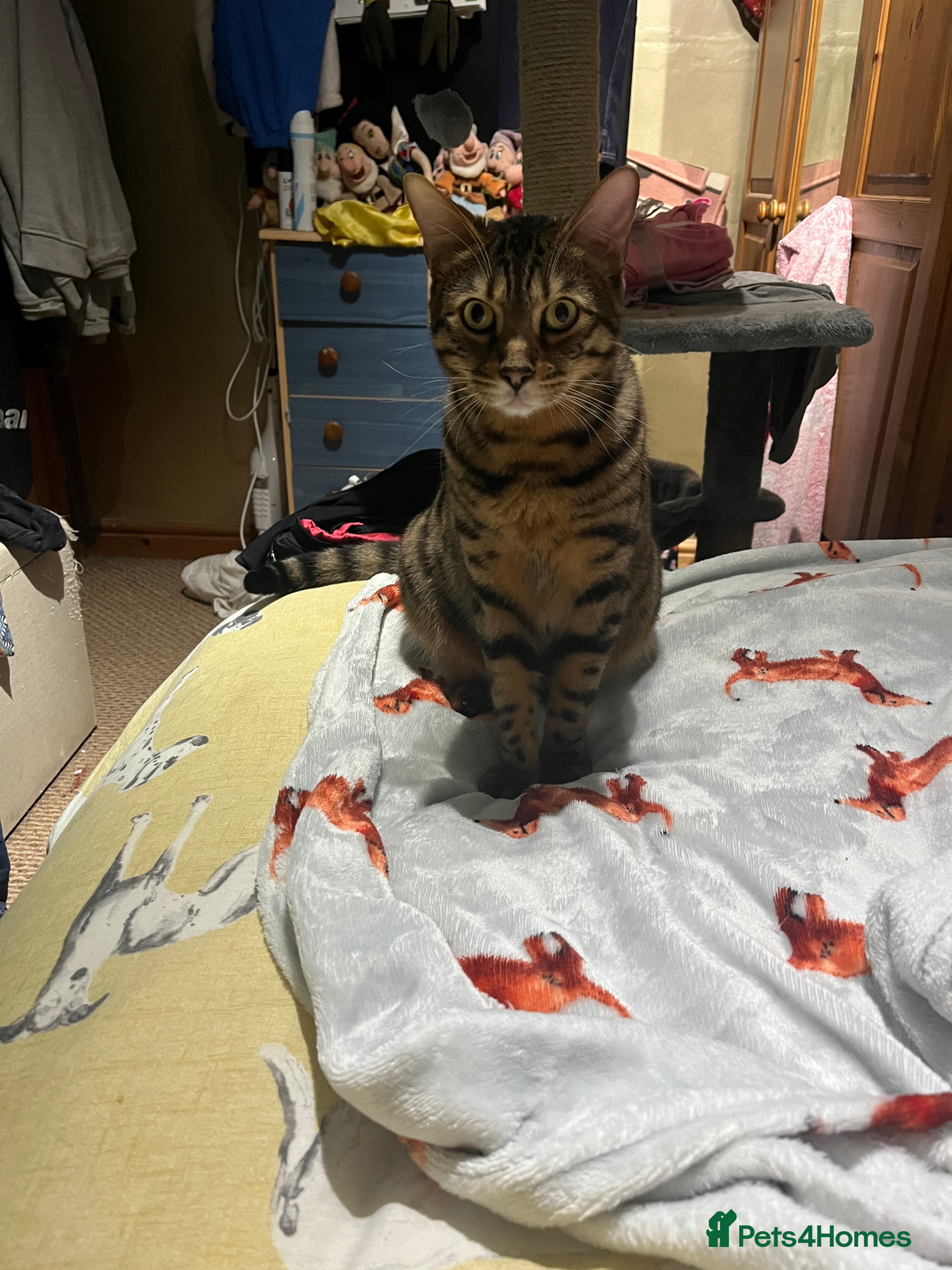 Bengal cats Bengal cat - Advert 1