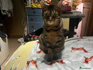 Bengal cats Bengal cat - Advert 1