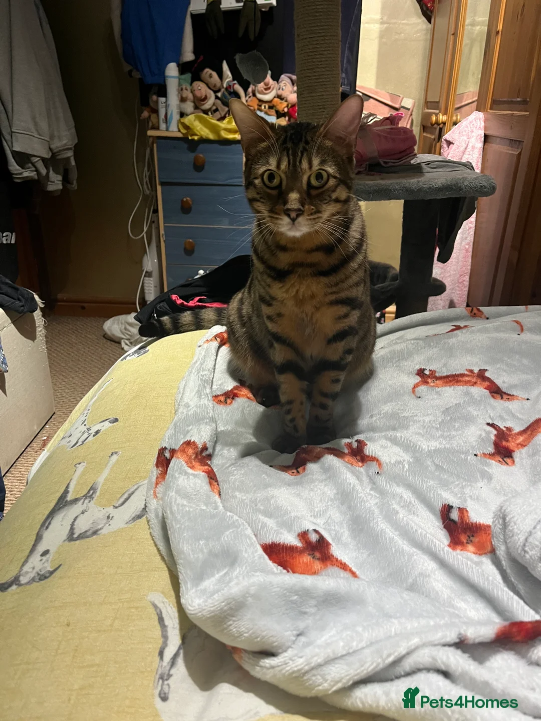 Bengal cats for sale: Bengal cat - Advert 1