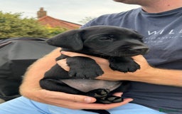 Labrador Retriever dogs for sale: Gorgeous Black Labrador Puppies  - Image 2