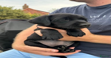 Labrador Retriever dogs - Advert 6