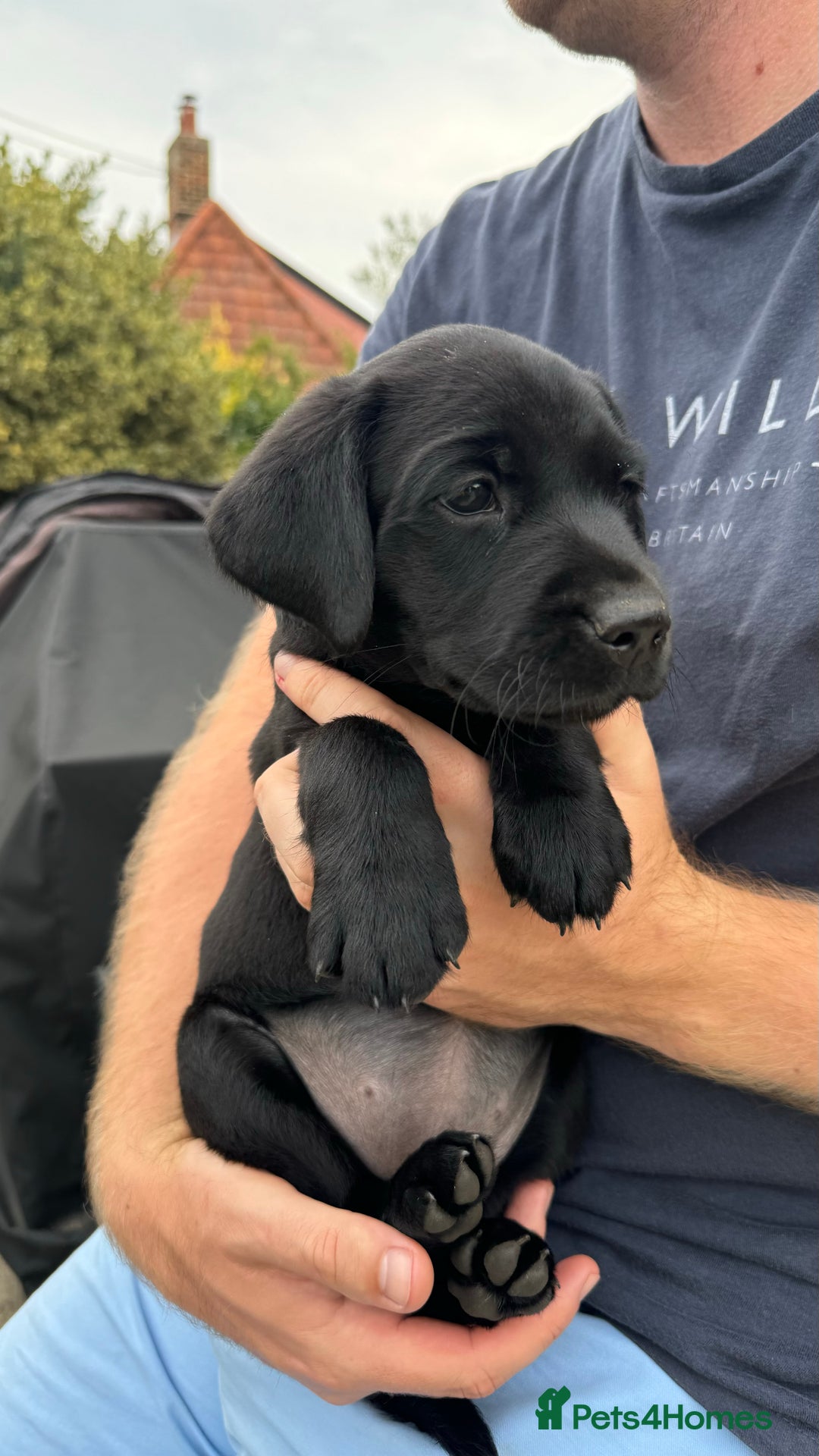 Labrador Retriever dogs for sale: Gorgeous Black Labrador Puppies  - Image 2
