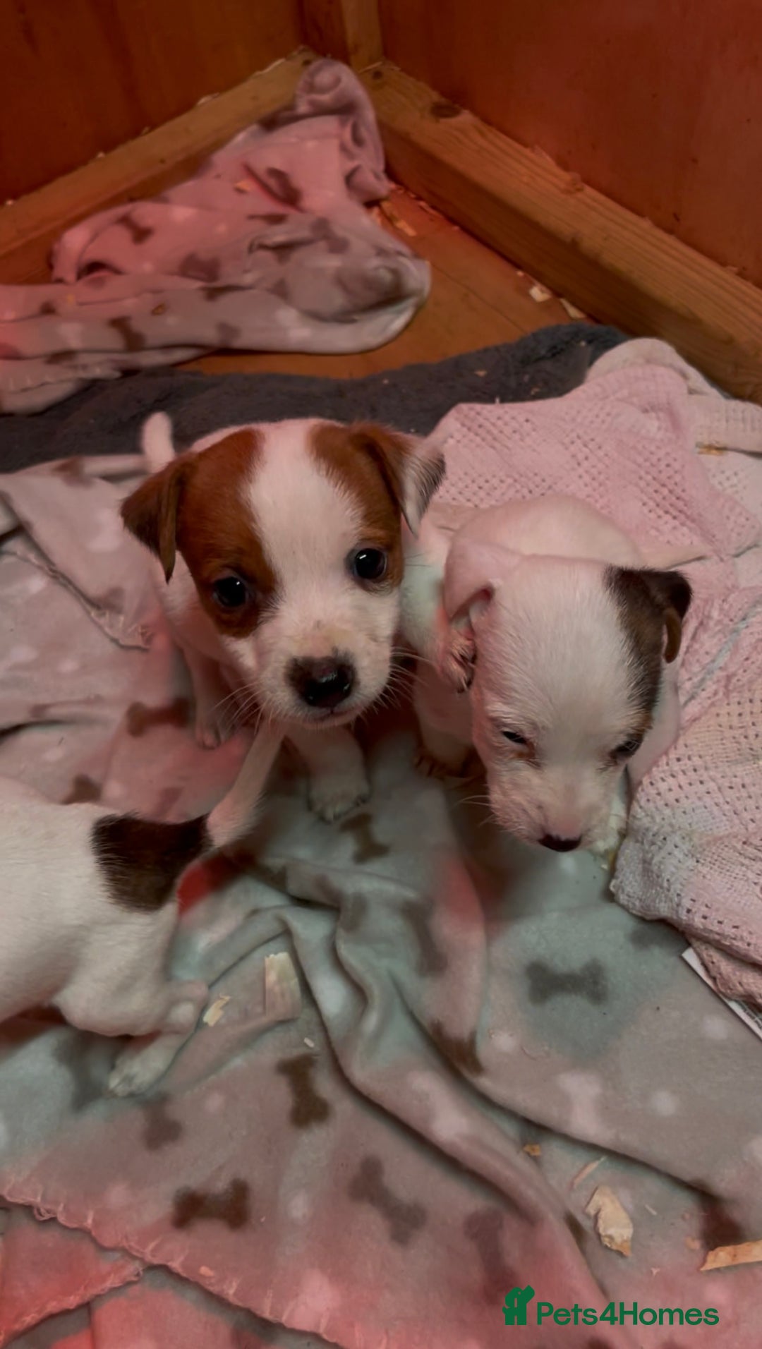 Jack Russell dogs for sale: 5 lovely Jack Russell puppies  - Advert 10