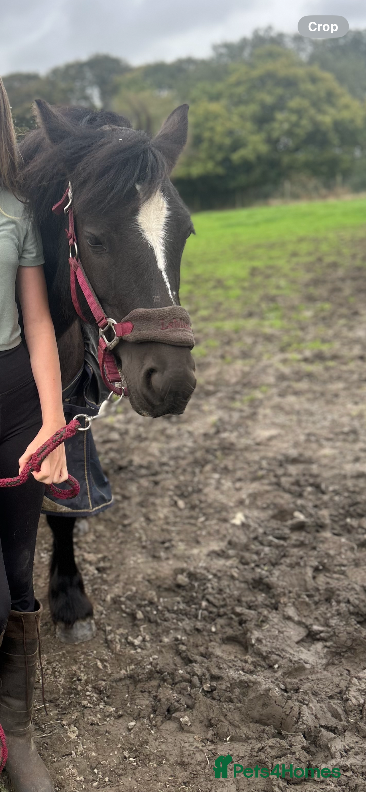 Highland horses 13.2 Welsh x pony looking for her next family  - Advert 15