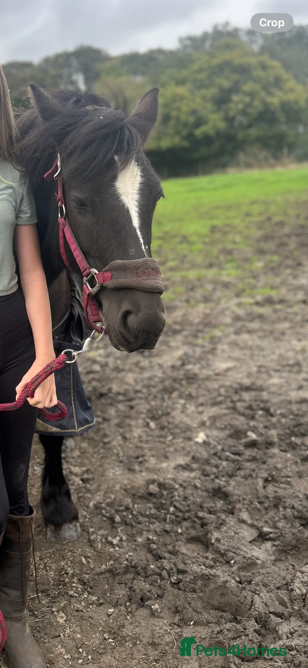 Highland horses for sale: 13.2 Welsh x pony looking for her next family  - Advert 1