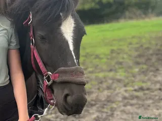 Highland horses 13.2 Welsh x pony looking for her next family - Advert 14