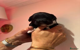 Portuguese Water Dog dogs for sale: Art Nouveau - Image 16