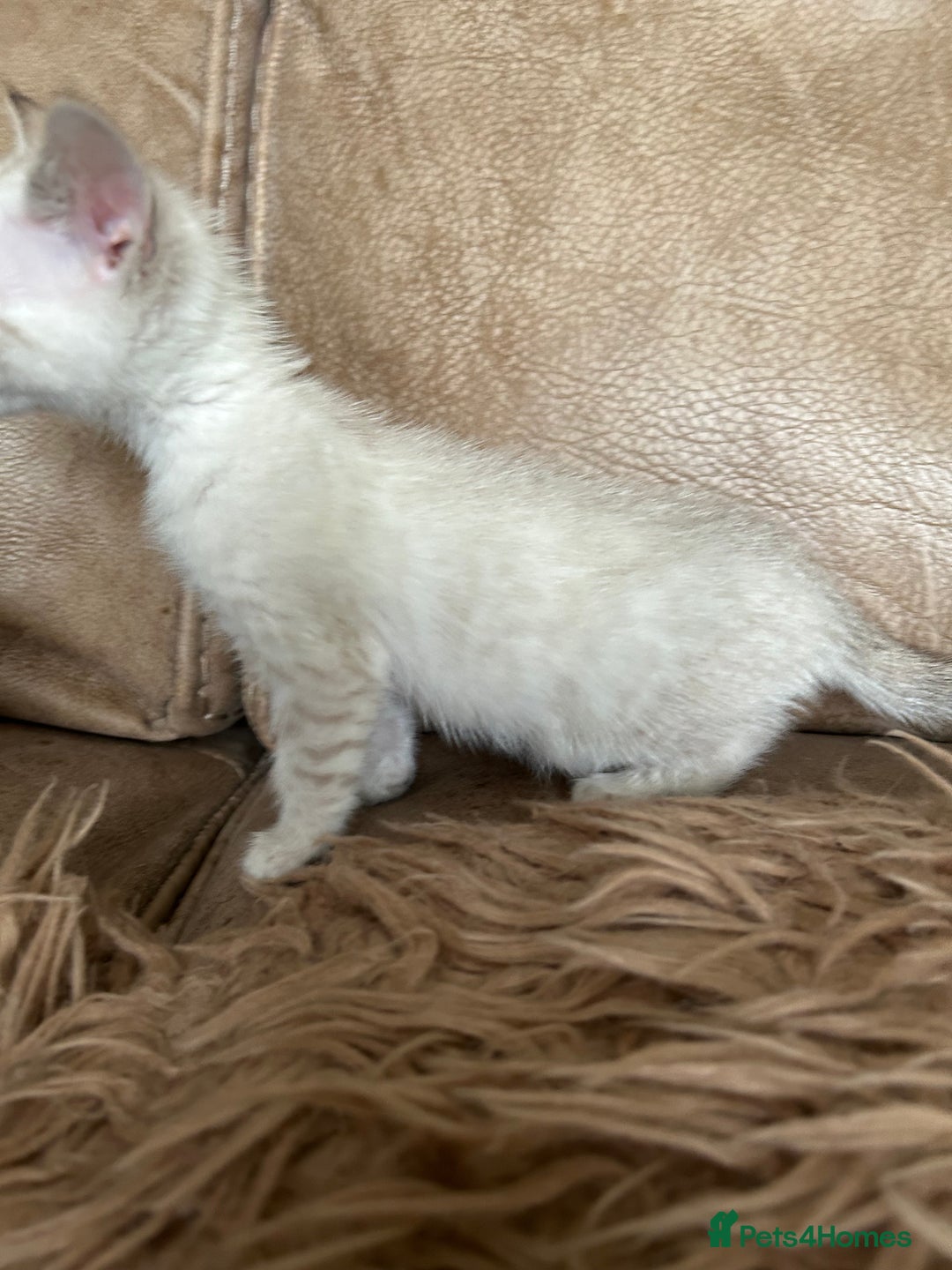Bengal cats for sale: ❤️ PURE BENGAL KITTENS ❤️ - Image 14
