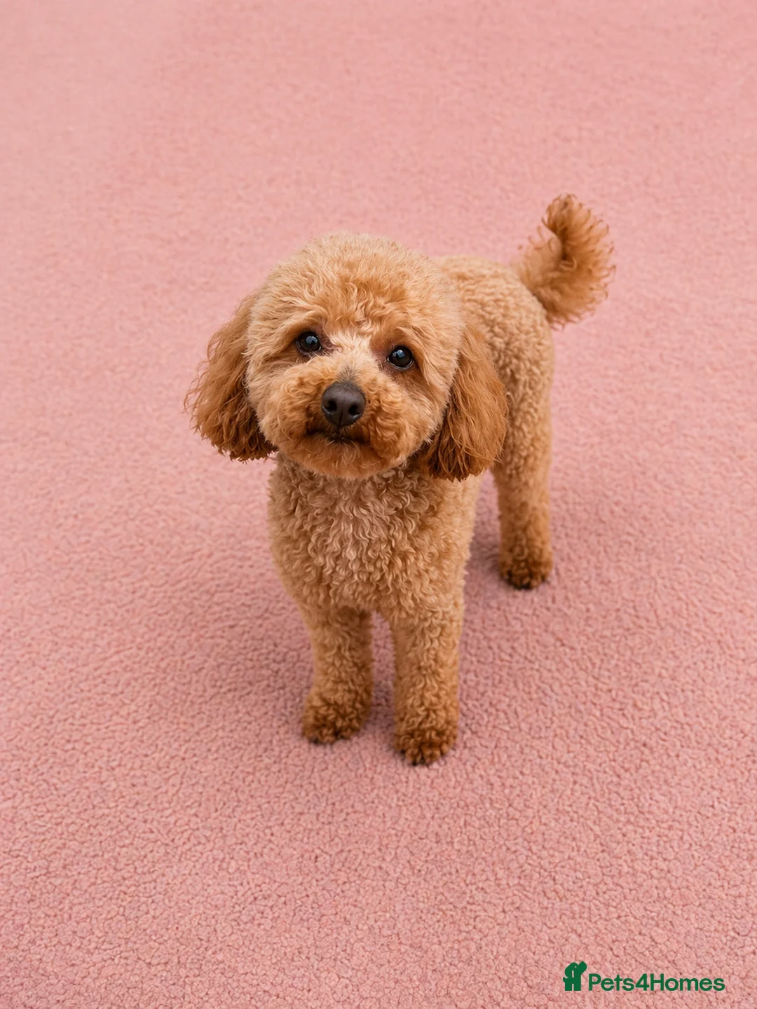 Toy Poodle dogs for stud: 🌹 RED TOY POODLE 9 INCH 2.8 KG HEALTH TESTED 🌹 - Advert 1