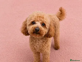 Toy Poodle dogs 🌹 RED TOY POODLE 9 INCH 2.8 KG HEALTH TESTED 🌹 - Advert 3