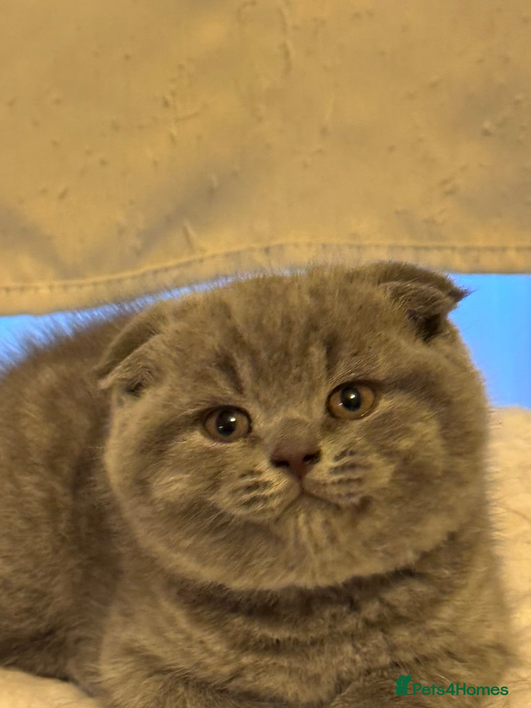 British Shorthair cats for sale: Kittens  - Advert 6