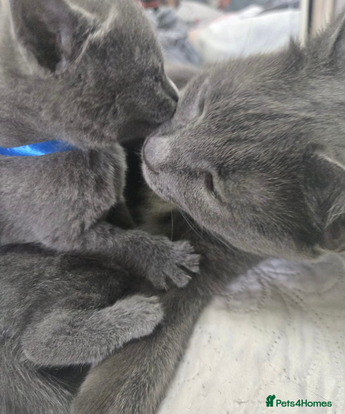 Russian Blue cats for sale: Blue Russian kittens - Advert 15