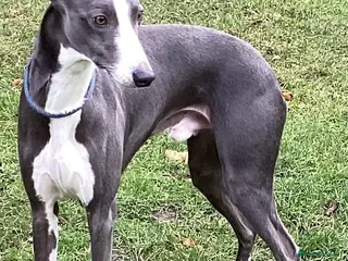 Whippet dogs KC Whippet at Stud. in Buckingham - Advert 6