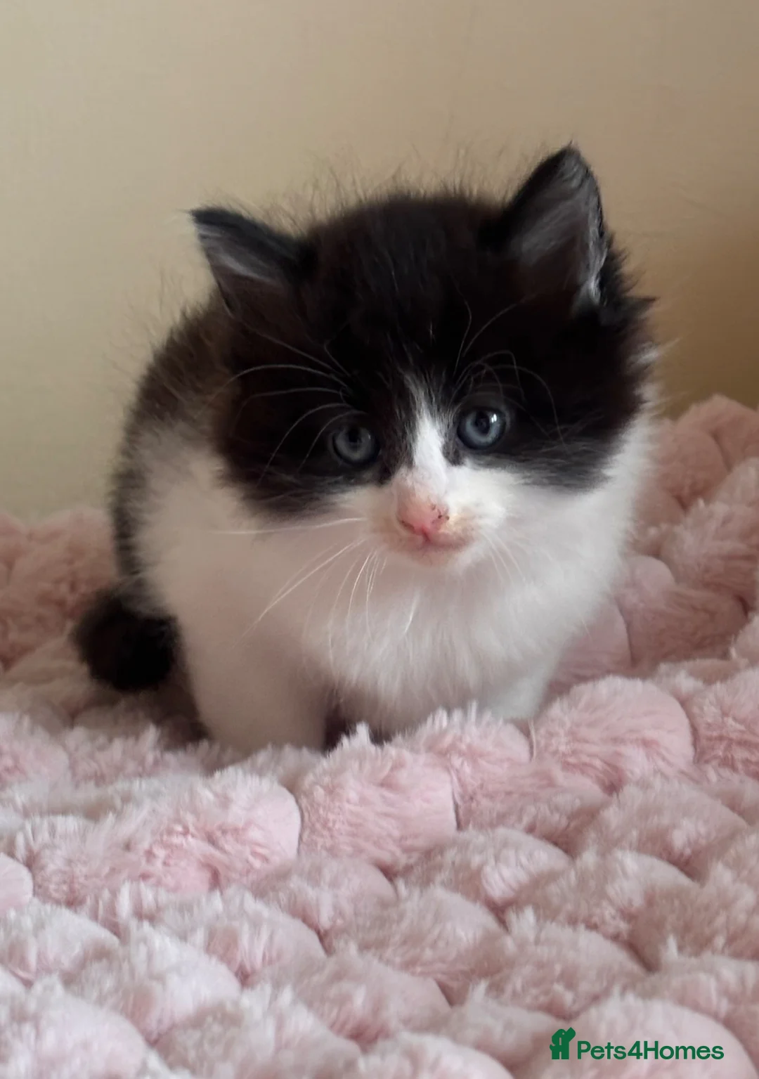 Mixed Breed cats for sale: Maine coon cross kittens  - Advert 1