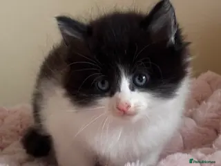 Mixed Breed cats Maine coon cross kittens - Advert 5