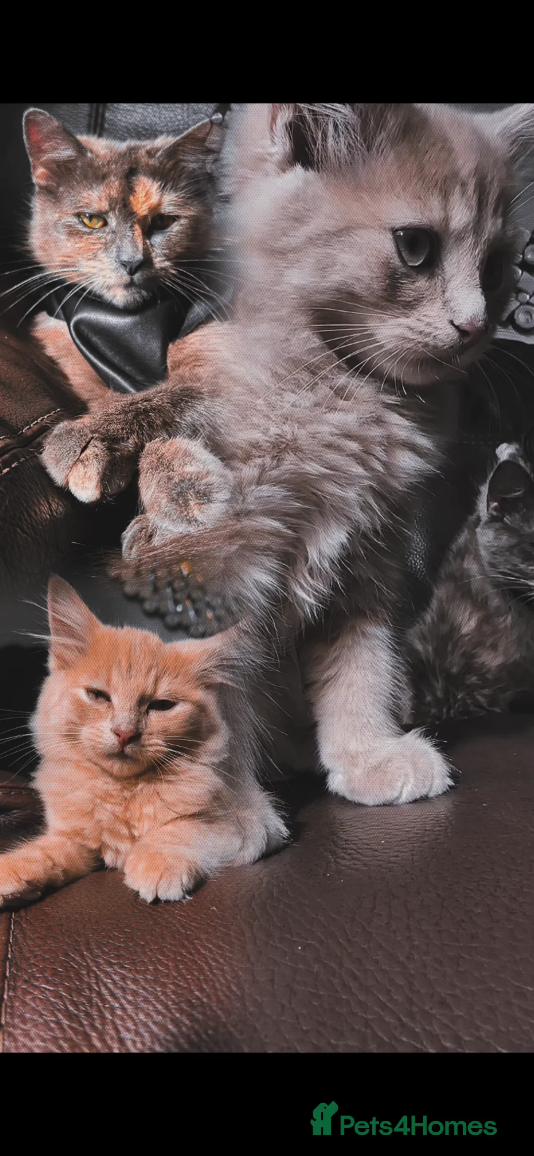 Maine Coon cats for sale: Beautiful Maincoon cross kitten for sell - Advert 15