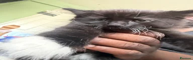 Mixed Breed 1