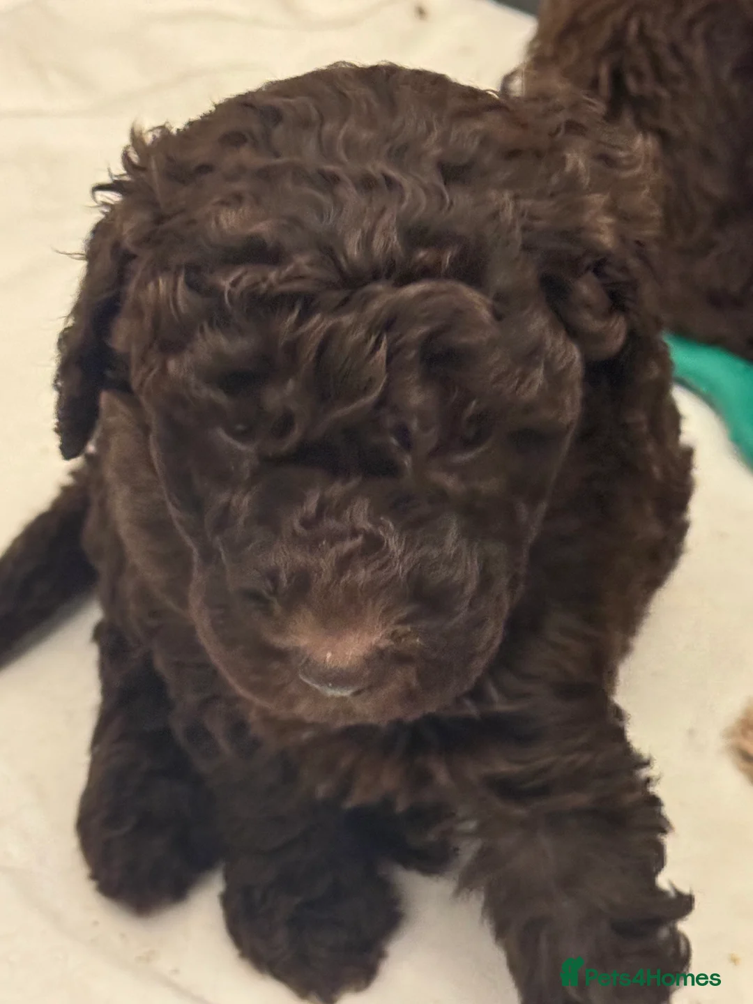 Labradoodle dogs for stud: Chocolate Standard Labradoodle Multigenerational  in Matlock - Advert 23