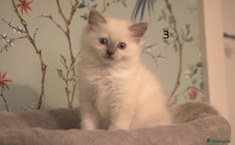 Ragdoll cats - Advert 4