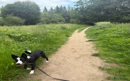 Border Collie dogs for sale: BORDER COLLIE / 7 months old  - Image 6