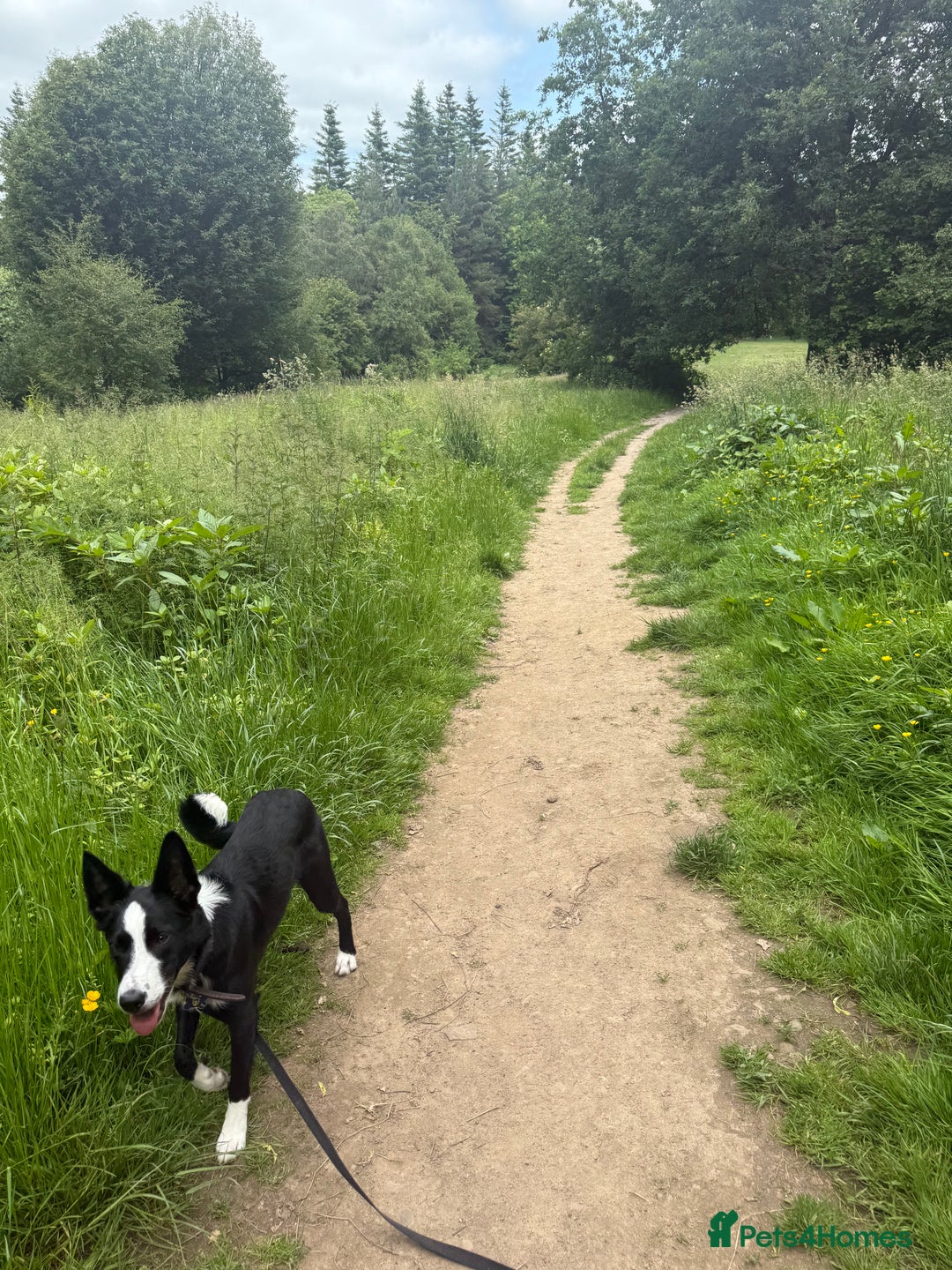 Border Collie dogs for sale: BORDER COLLIE / 7 months old  - Image 6