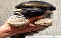 German Shepherd dogs for sale: Superb litter from up coming Top German Male  - Image 8