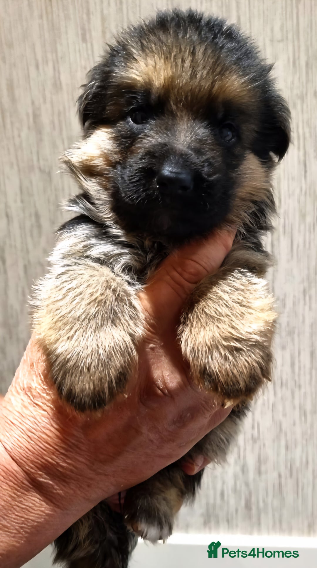 German Shepherd dogs for sale: Superb litter from up coming Top German Male  - Image 8