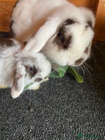 Mini Lop rabbits - Advert 4