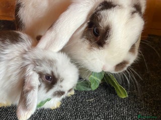 Mini Lop rabbits - Advert 5