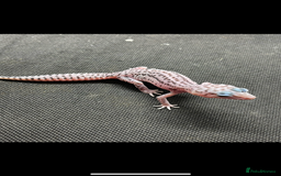 Gecko reptiles for sale: Geckos for sale STUNNING BABIES Leopard and AFT - Image 8