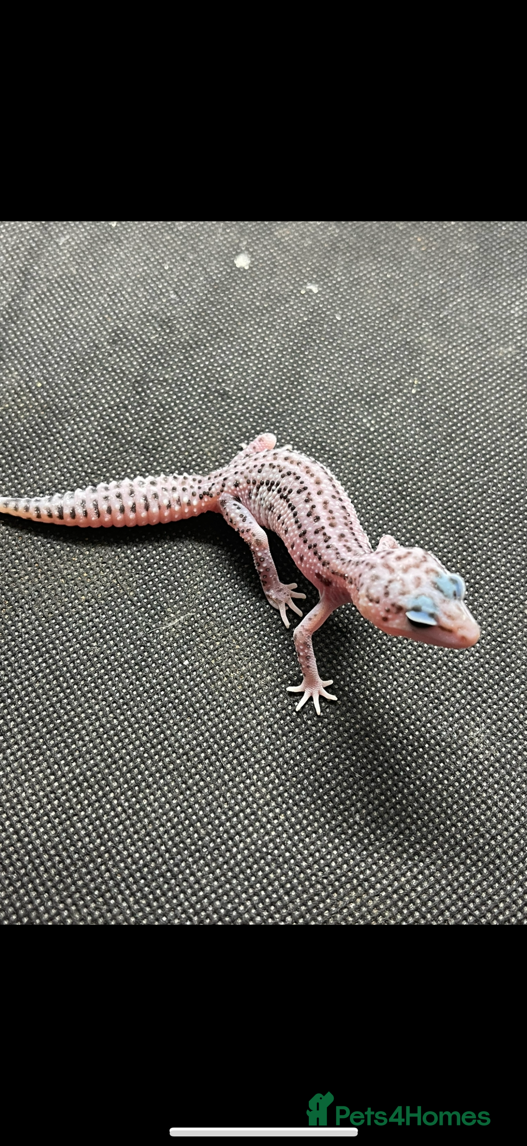 Gecko reptiles for sale: Geckos for sale STUNNING BABIES Leopard and AFT - Image 8