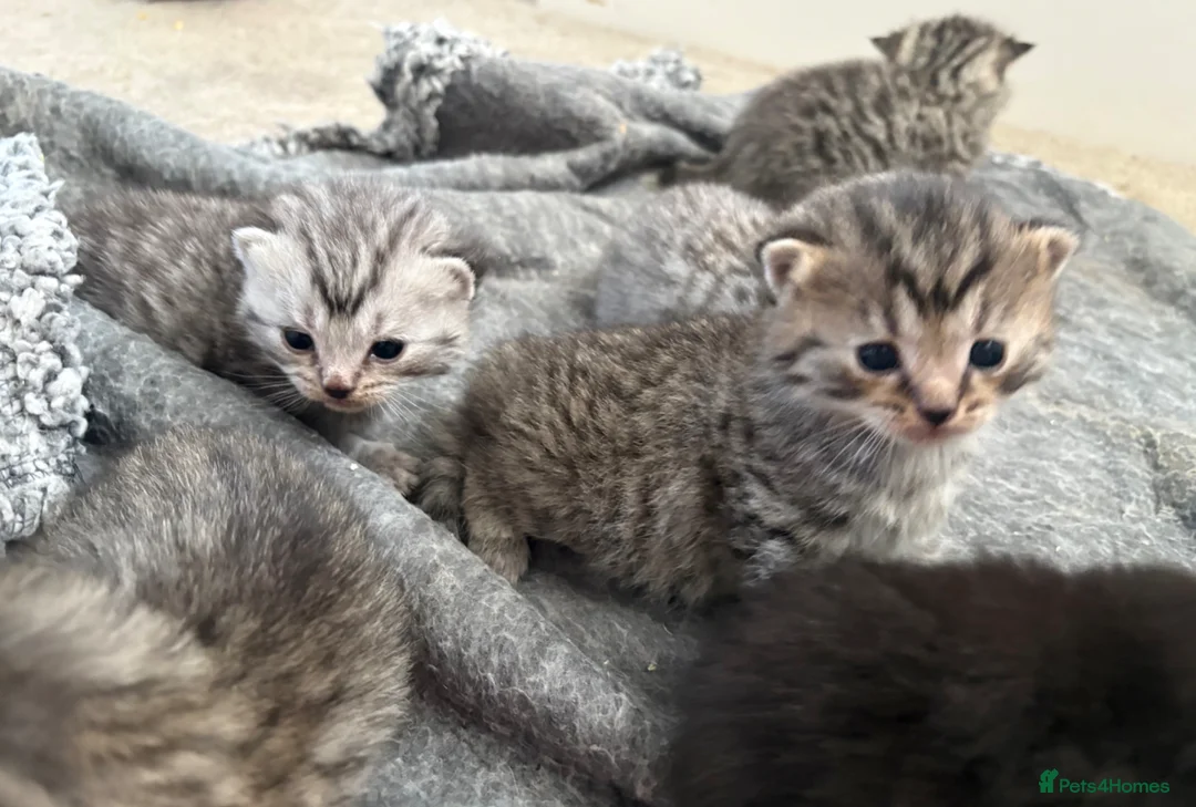 Mixed Breed cats for sale: 5 beautiful kittens looking for forever home - Advert 6