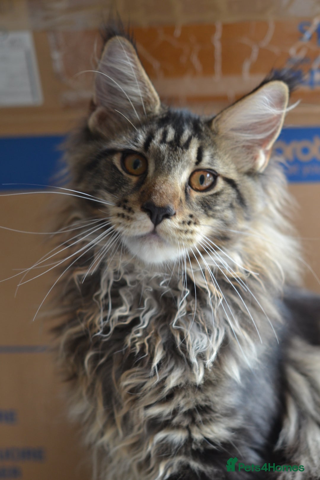 Maine Coon cats for sale: Tica Registered Maine Coon boy & girl *ready now* - Image 22