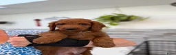 Mini Goldendoodle dogs for sale: Beautiful Miniature Goldendoodles Ready Now - Advert 23