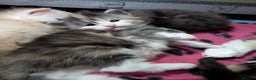 Maine Coon cats for sale: Stunning GCCF registered Maine Coon Kittens  - Advert 14