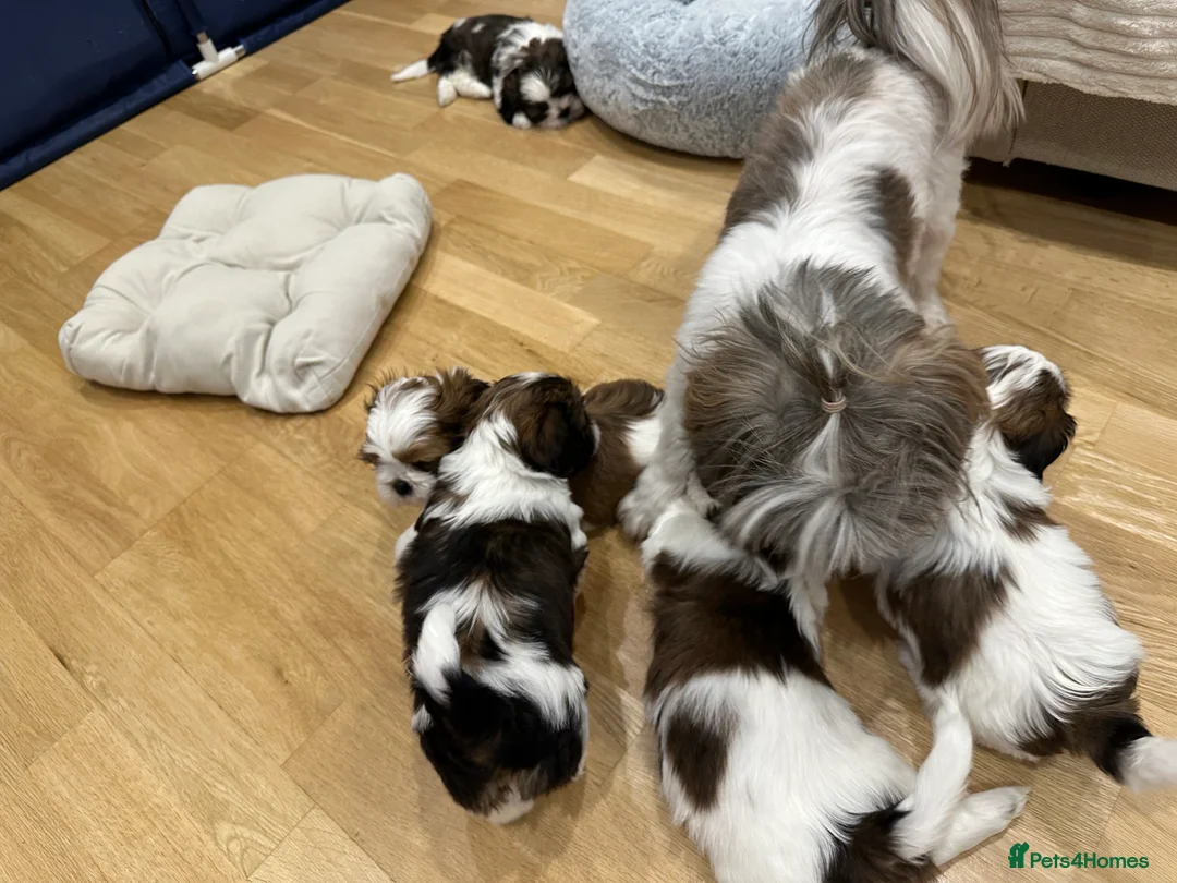 Shih Tzu dogs for sale: Shih Tzu puppies  - Advert 13