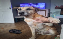 Mixed Breed dogs for sale: Fluffy, golden boy  - Image 4