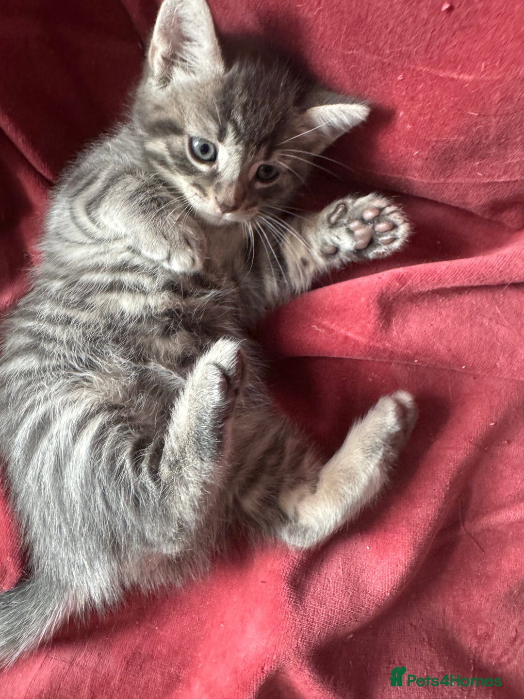 Mixed Breed cats for sale: Kittens (£250-£80) - Image 24