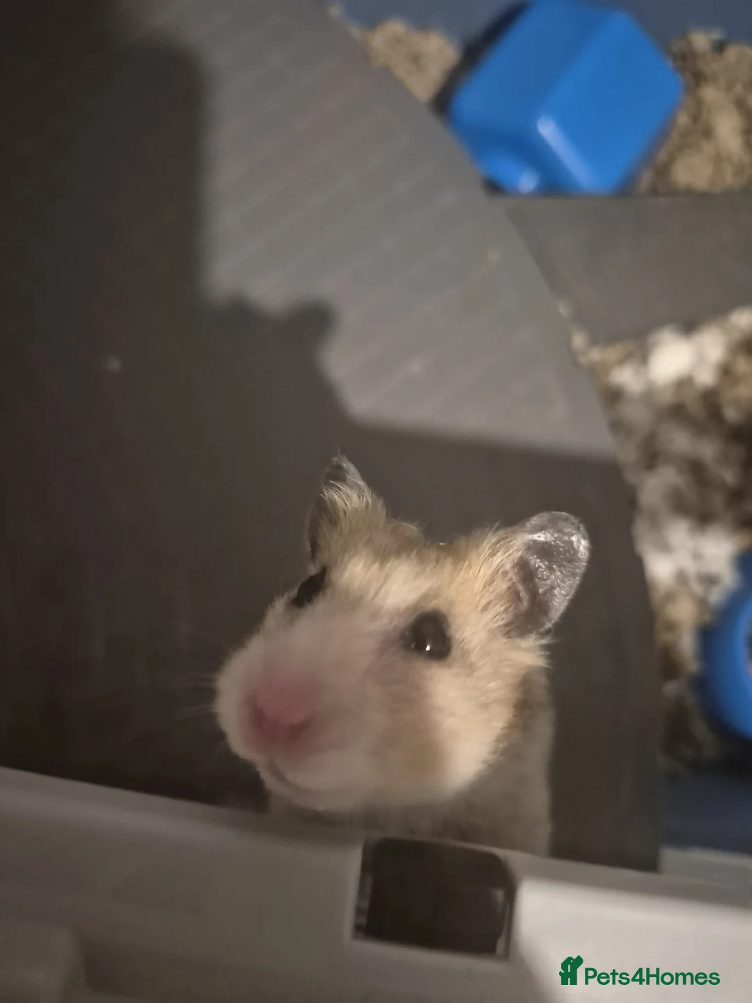 Hamster rodents for sale: Adorable Syrian Hamster Looking for a New Home! in Grimsby - Advert 1