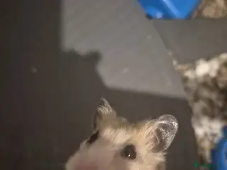 Hamster rodents Adorable Syrian Hamster Looking for a New Home! - Advert 1