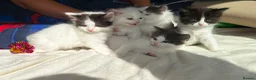 Ragdoll cats for sale: 🐾 5 Beautiful Ragdoll Cross Kittens 🐾 in Southampton - Advert 4
