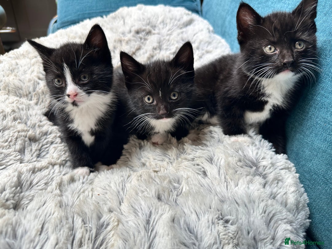 Mixed Breed cats for sale: Beautiful Tuxedo black and white kittens  - Image 1