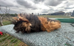 Guinea Pig rodents for sale: Female and male Lunkarya guinea pigs for sale in Goole - Image 2