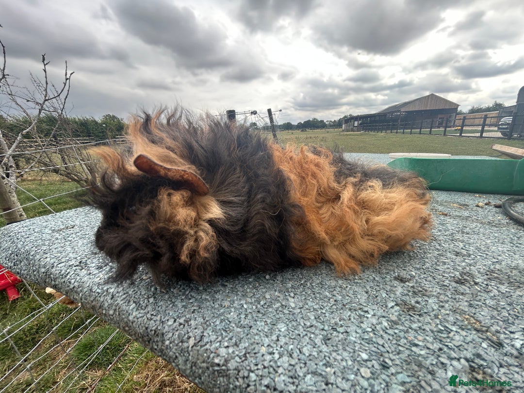 Guinea Pig rodents for sale: Female and male Lunkarya guinea pigs for sale in Goole - Image 2