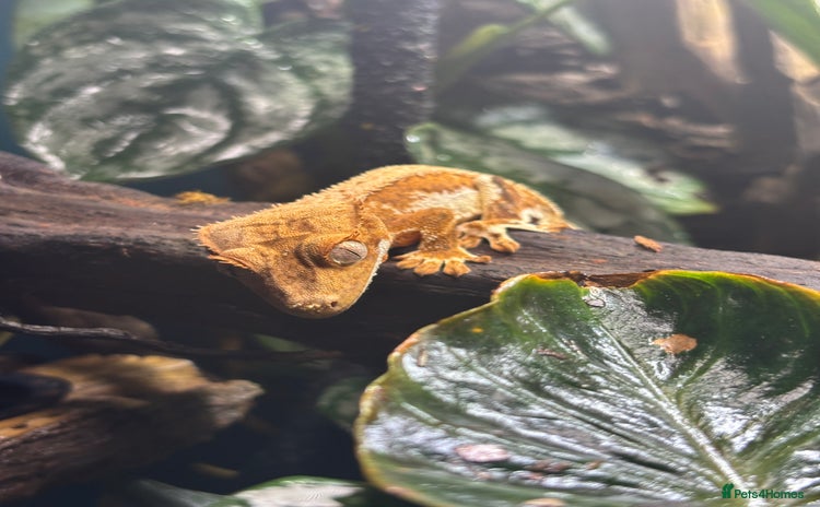 Gecko reptiles creamsicle lily white crested gecko  - Advert 1